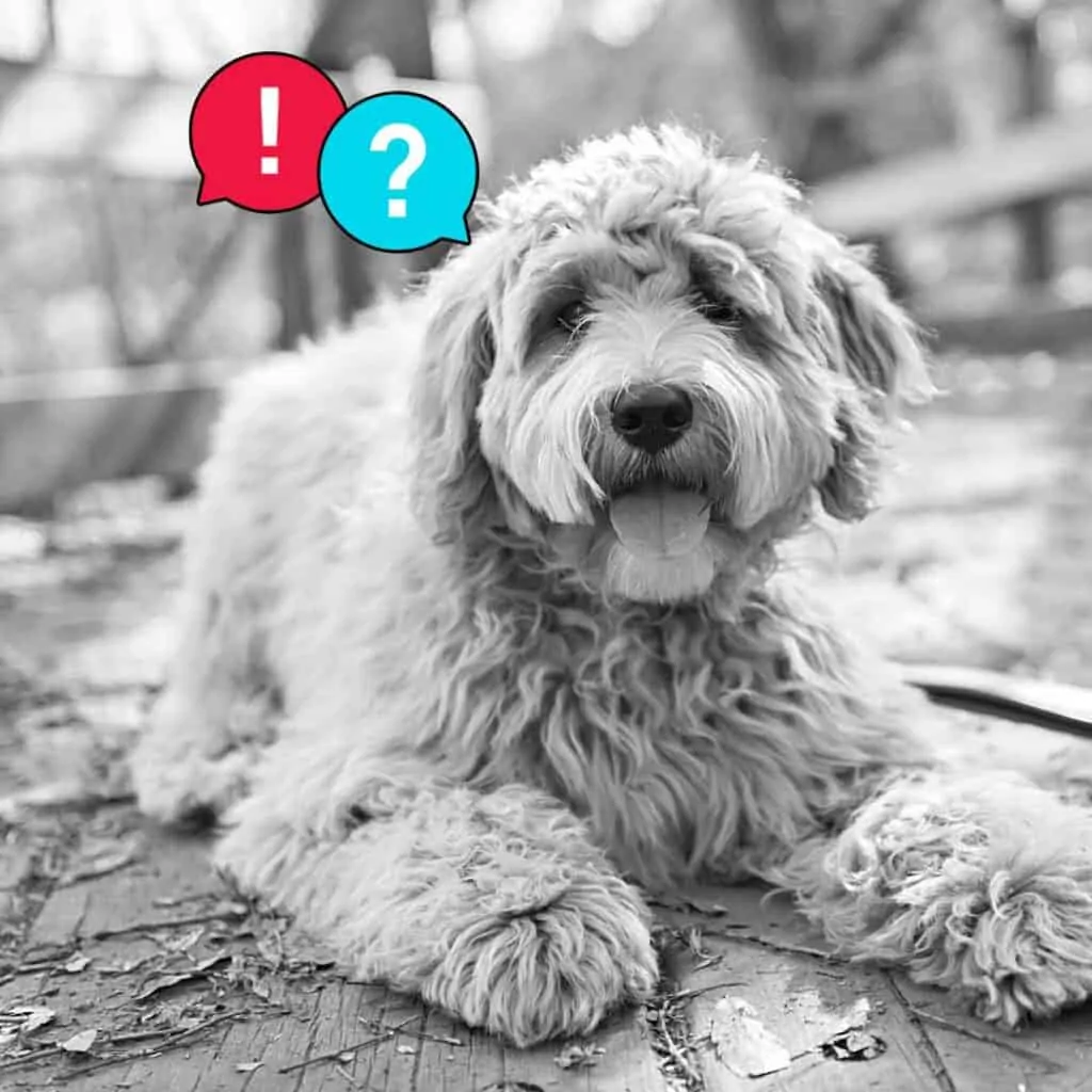 bad things about goldendoodles