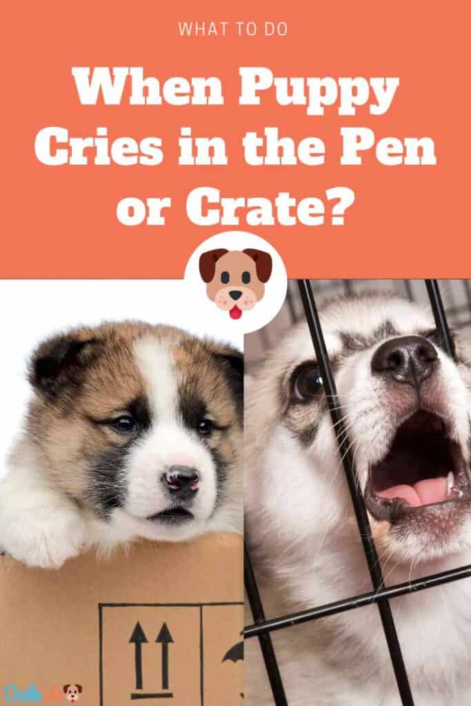 how do you stop a dog from crying in the crate