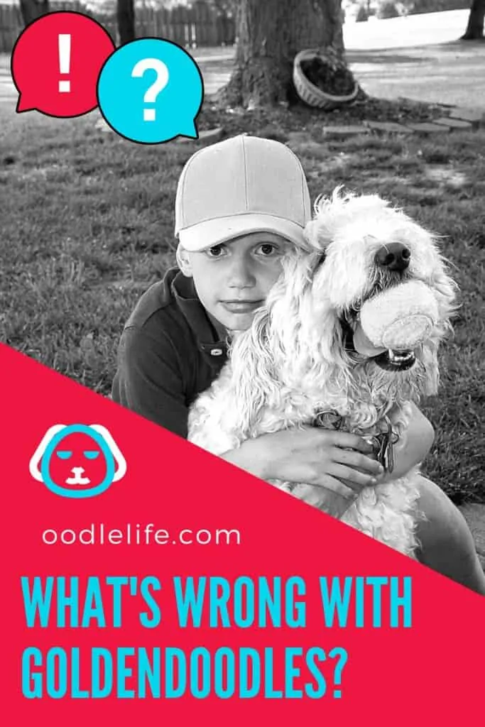 what's wrong with goldendoodles