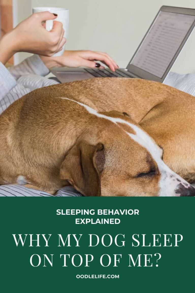 Why Does My Dog Sleep On Top Of Me? Oodle Life