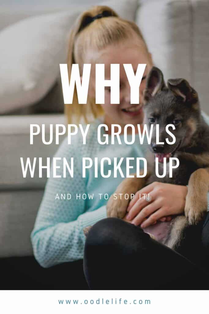 why puppy growls when picked up