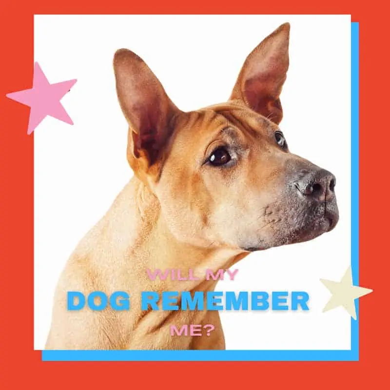 how long does a dog remember