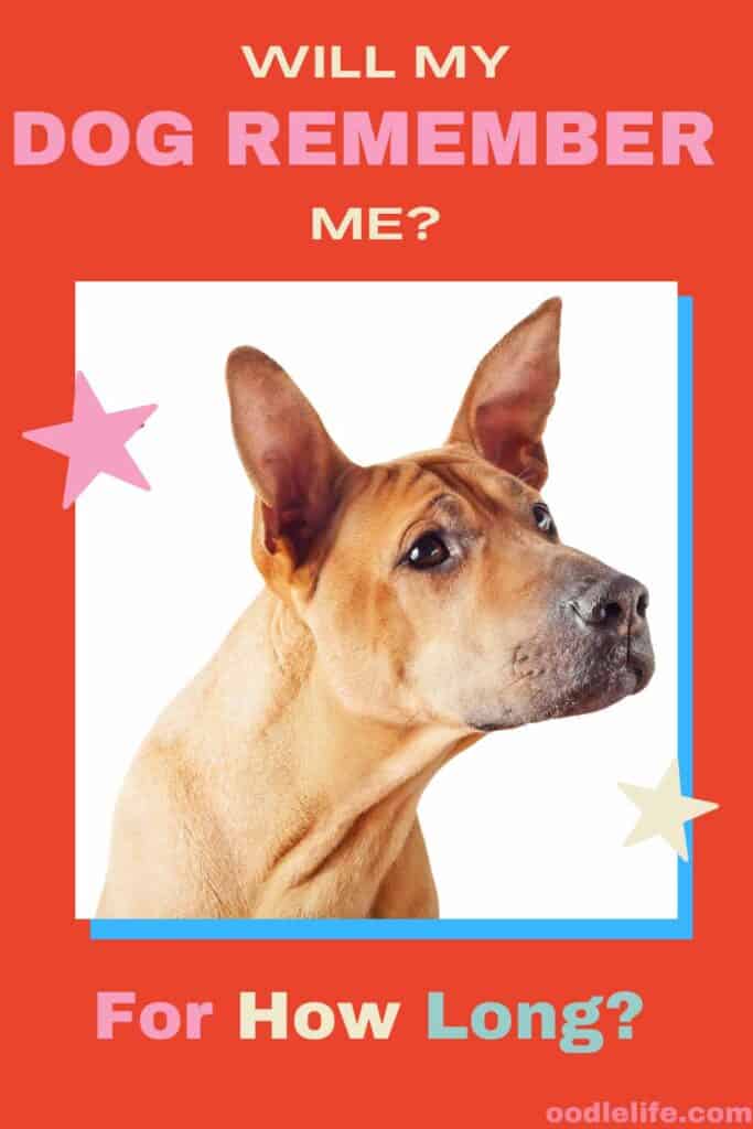 Will My Dog Remember Me And For How Long Oodle Life