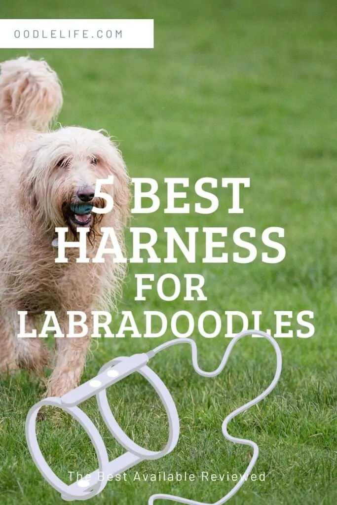 best harnesses for labradoodles