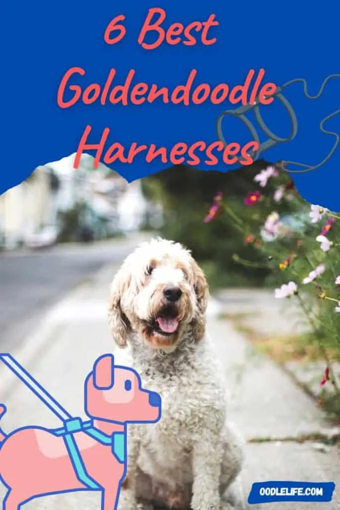 best dog harness for goldendoodles