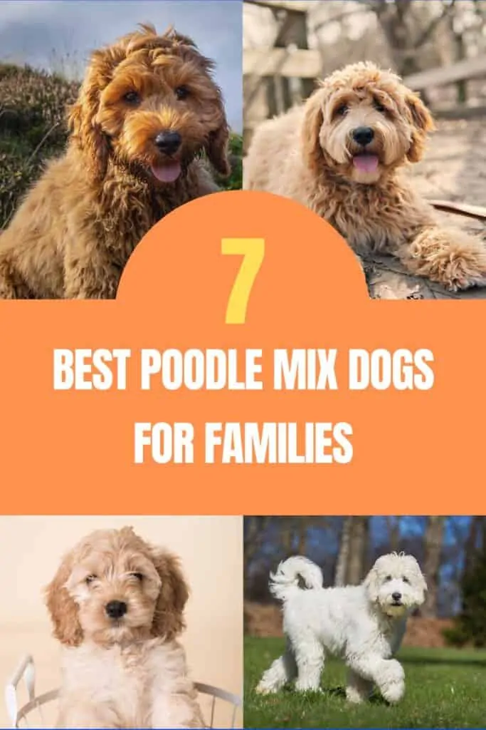 best poodle mix dogs for families