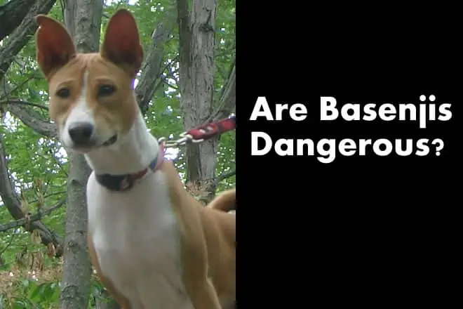 Are Basenjis Dangerous – Are They Aggressive Dogs?