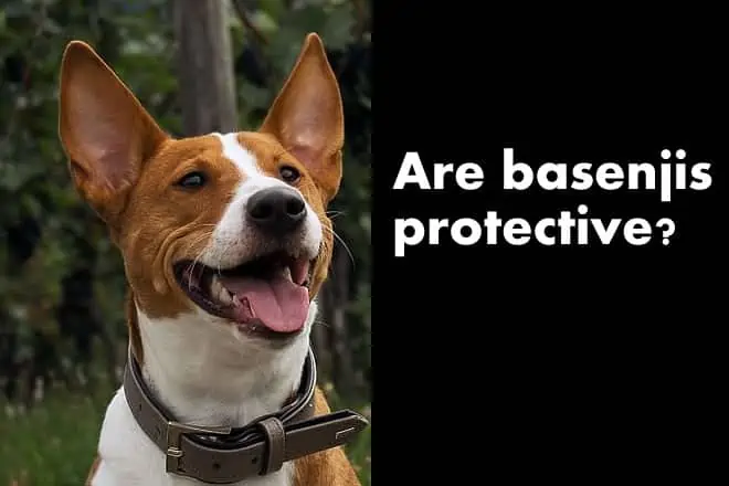 Are basenjis protective