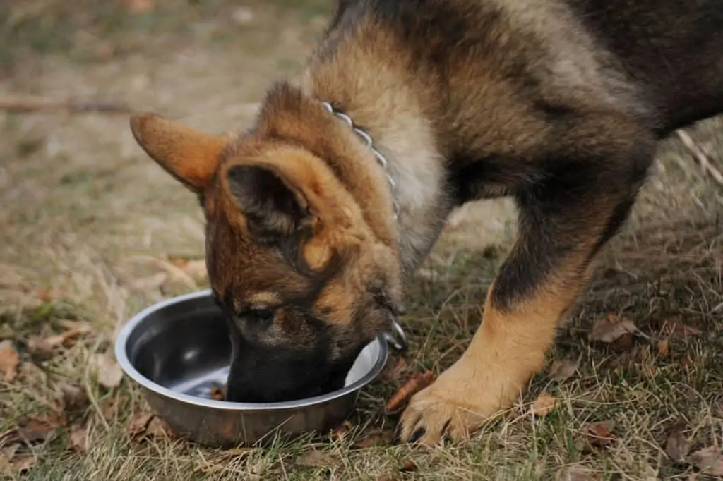 Best Dog Food For German Shepherds