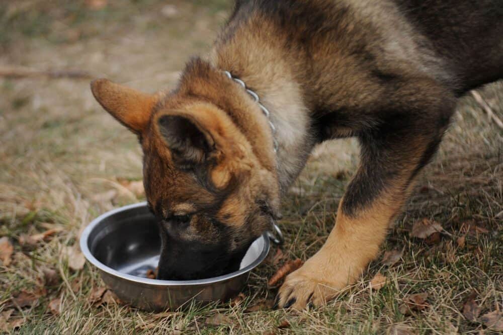 are german shepherds good water dogs