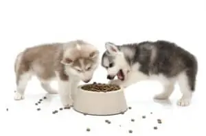 Best Dog Food For Huskies