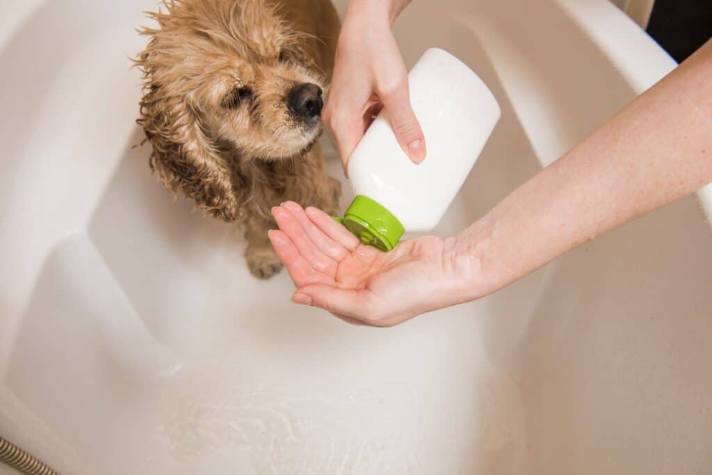 Can You Use Dish Soap On Dogs? (Safety) Oodle Life