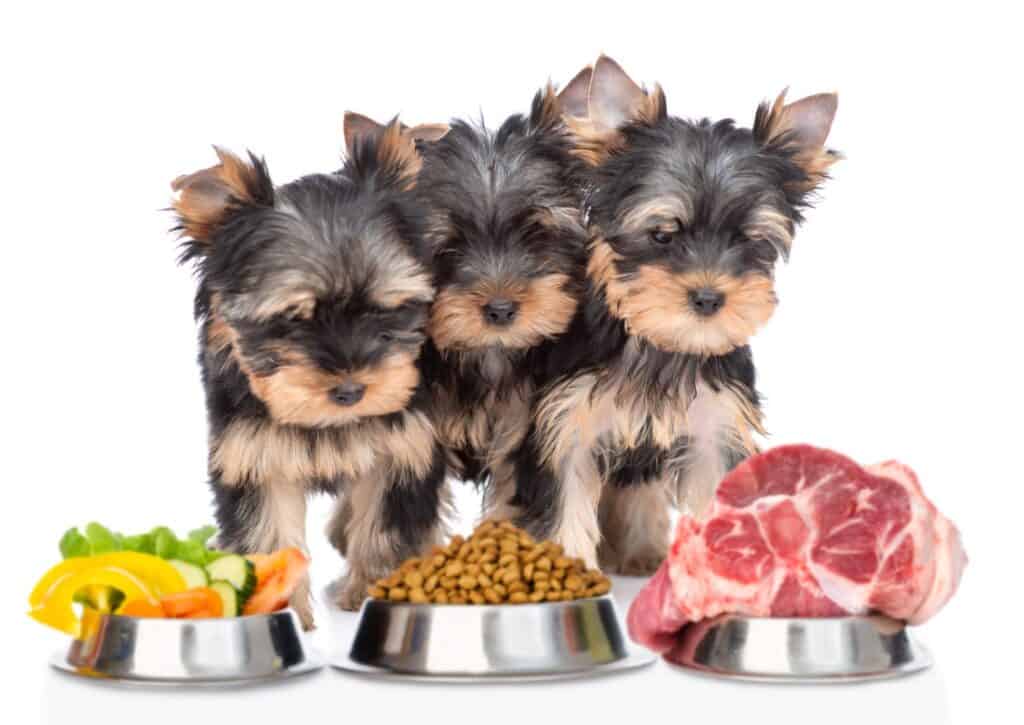 how much to feed a yorkshire terrier puppy