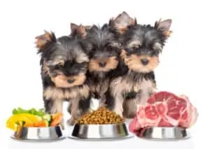 Best Food For Yorkies