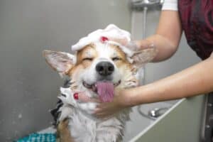 Best Smelling Dog Shampoo