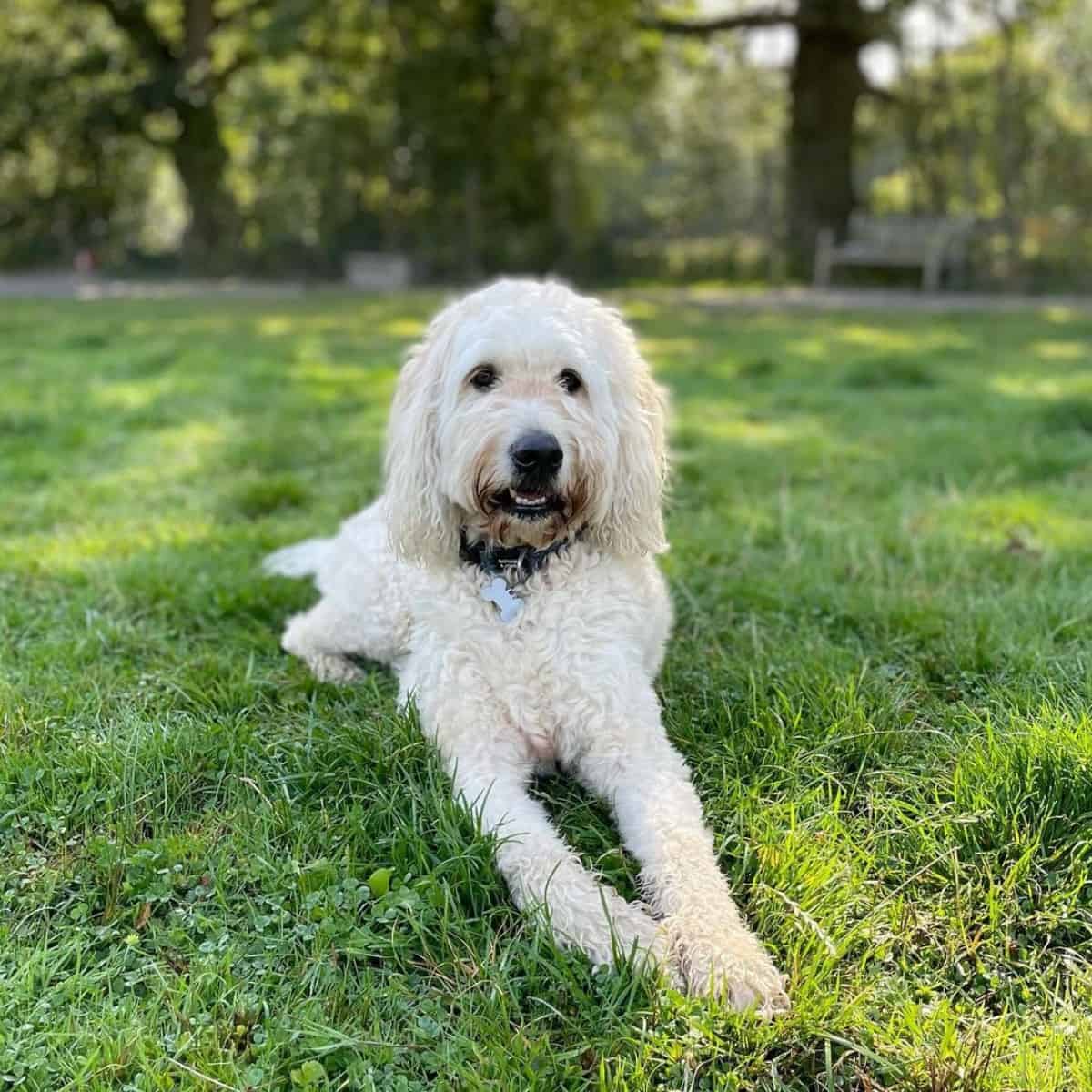 anxiety in Goldendoodle attacks