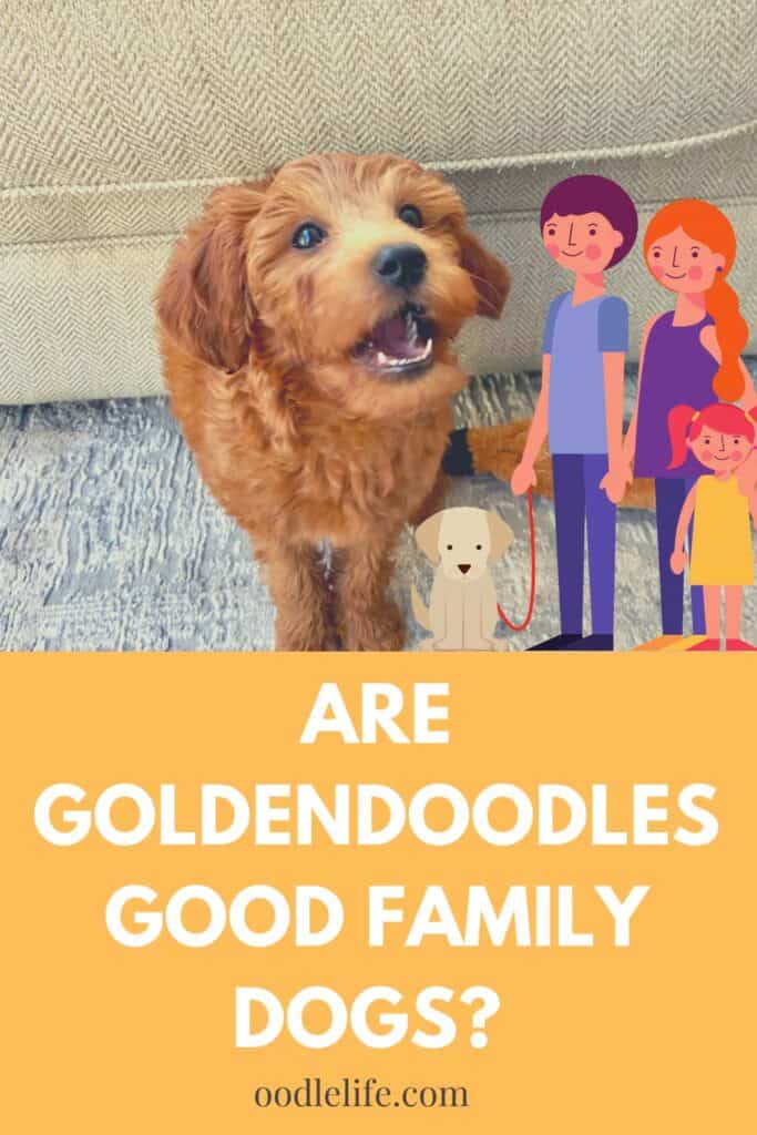 Are Goldendoodles Good Family Pets