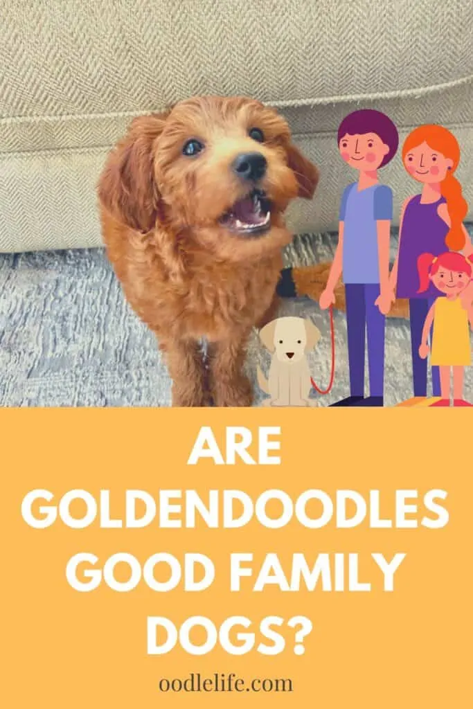 are goldendoodles good family dogs