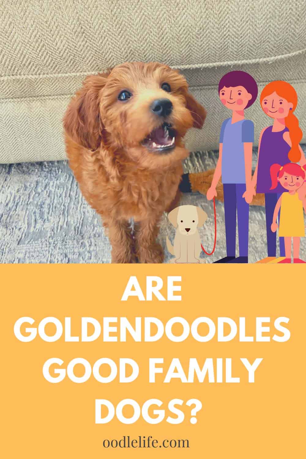 Is A Goldendoodle A Good Family Dog? Oodle Life