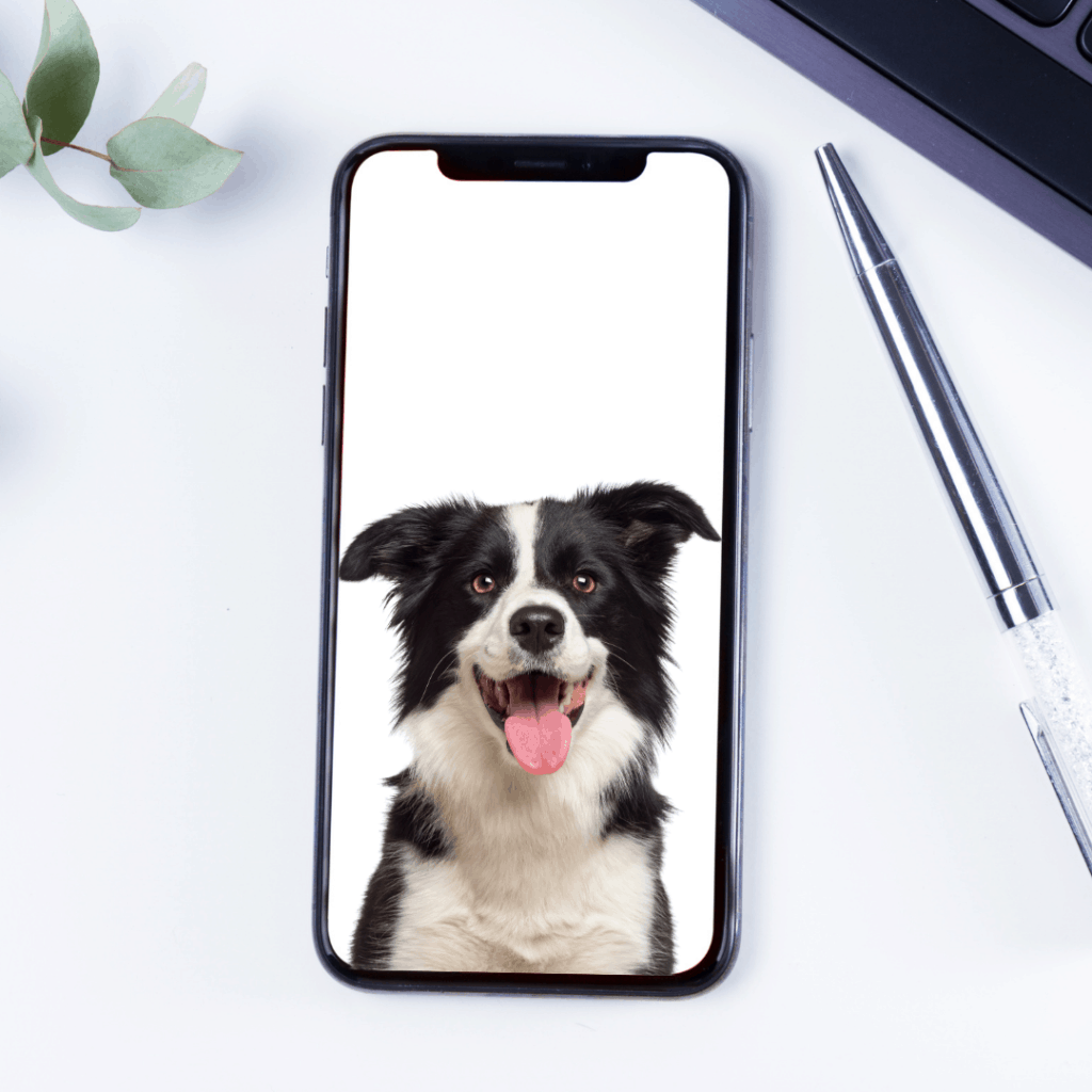 app controlled pet door