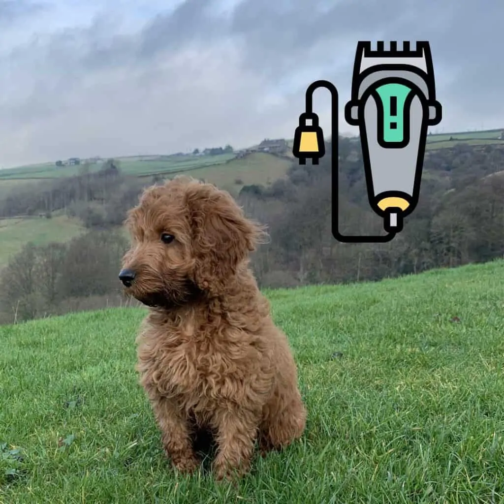 a wavy cockapoo sitting in the grass outside