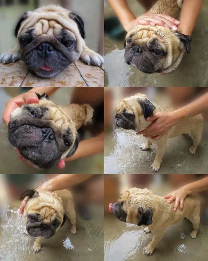a multi shot of a pug having a bath