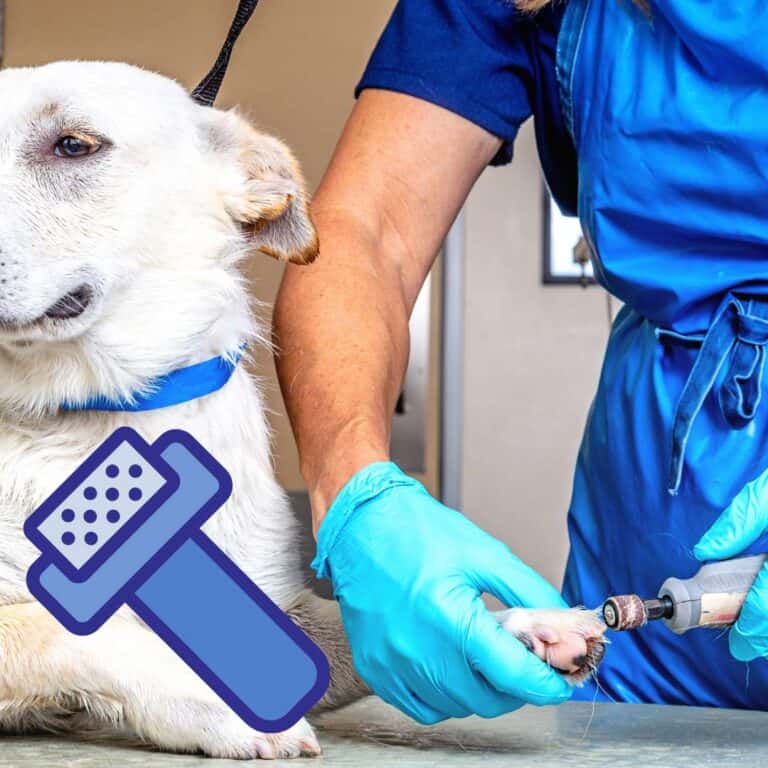 How to Stop Dog Nail Bleeding (Groomer Advice)