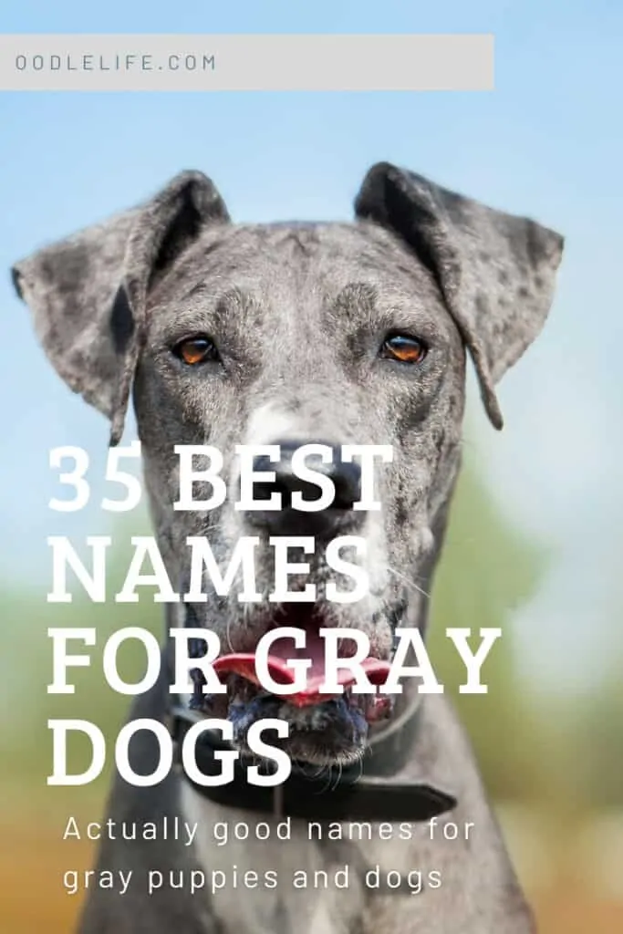 best gray dog names