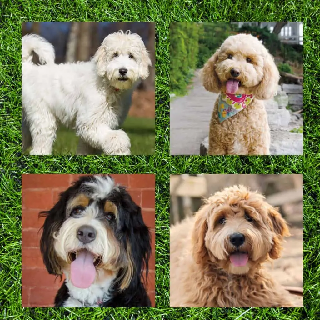 best poodle mixes for families