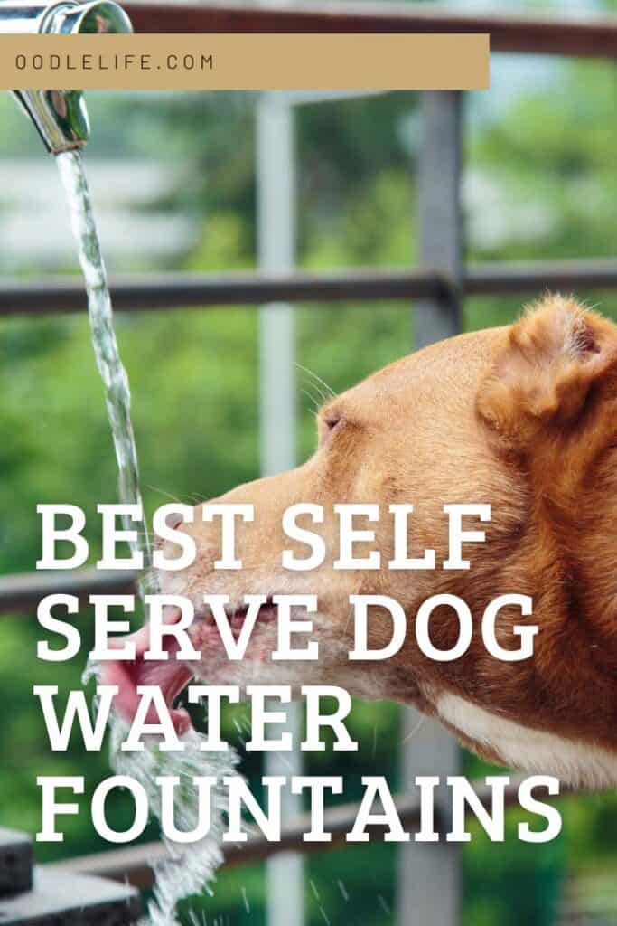 best dog self serve water fountain