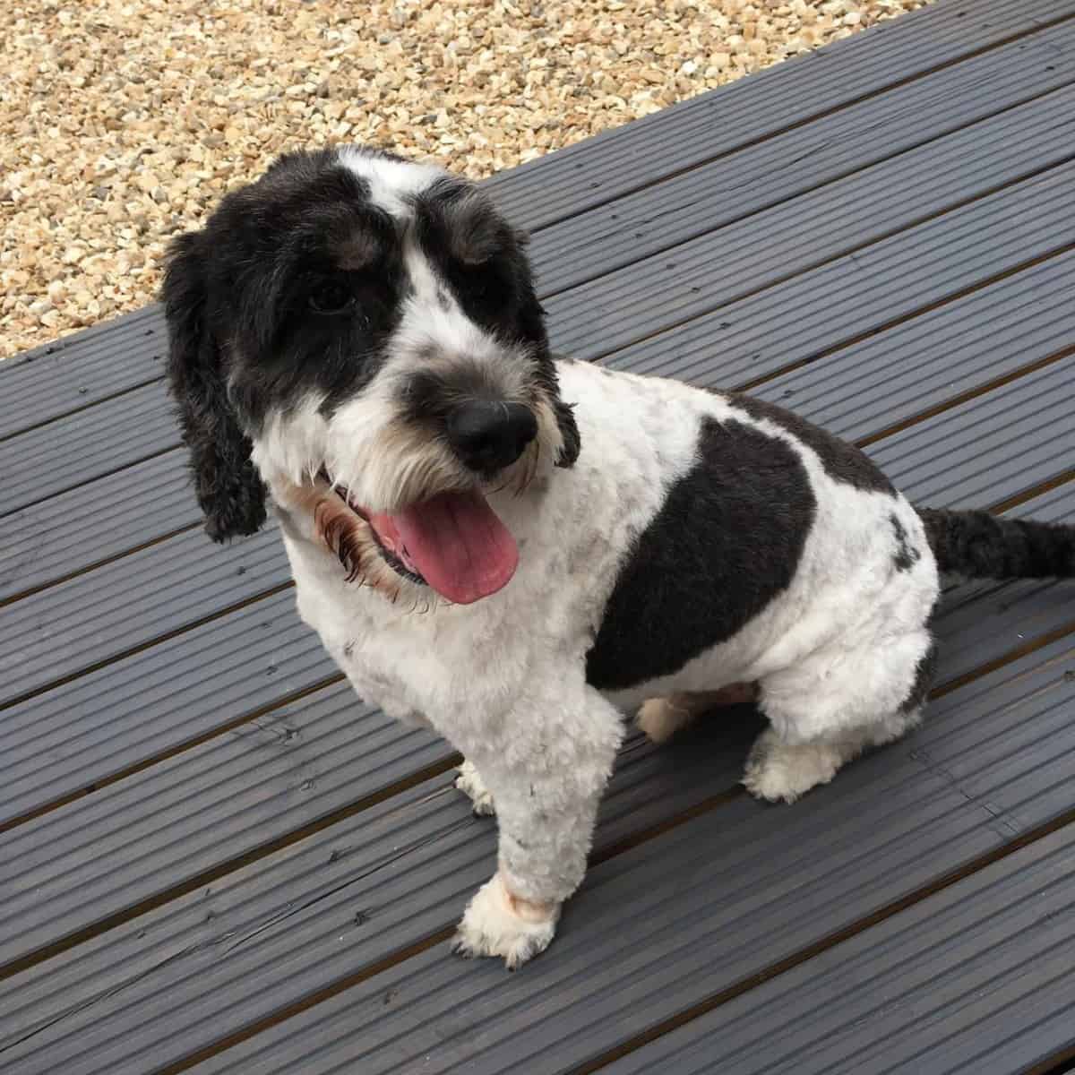 black and white colored  Cockapoo panting