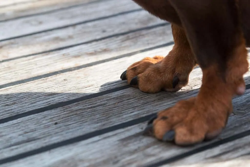 brown dog paw print