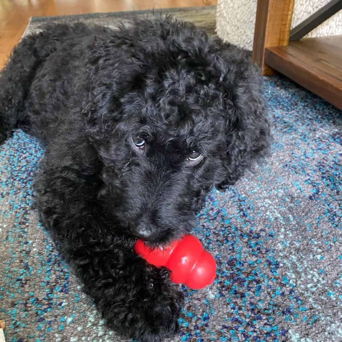 busy Goldendoodle with toy