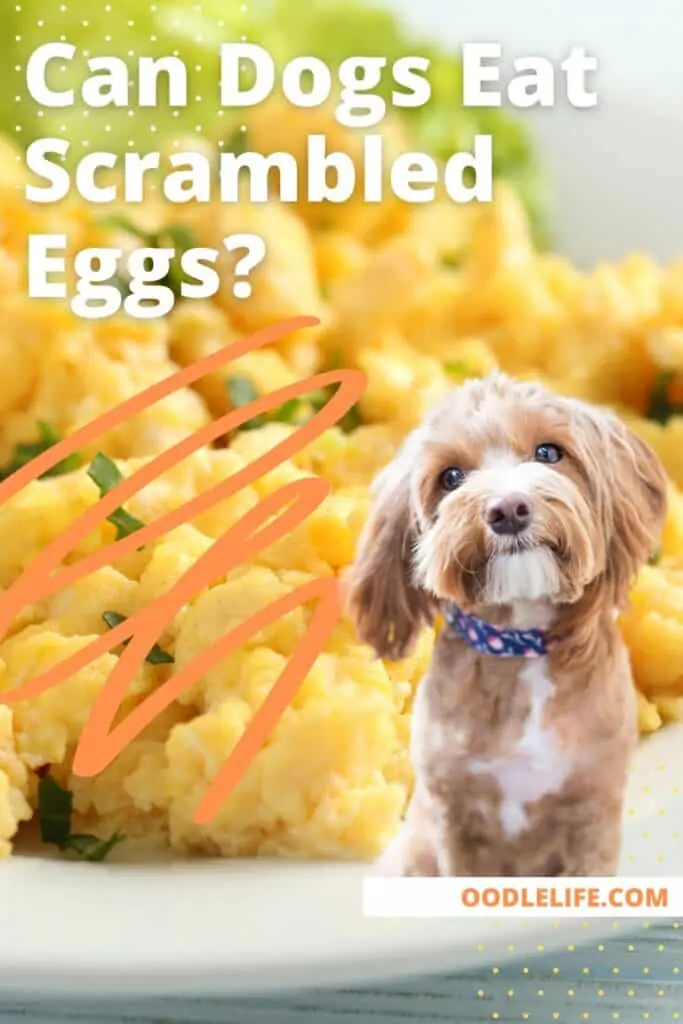can dogs eat scrambled eggs