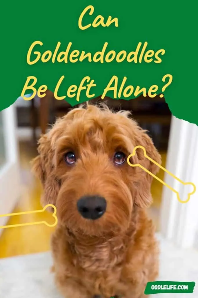 can goldendoodles be left alone