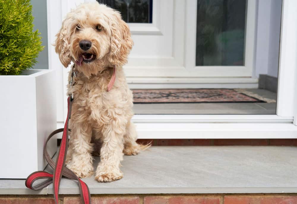 cockapoo puppy dog door