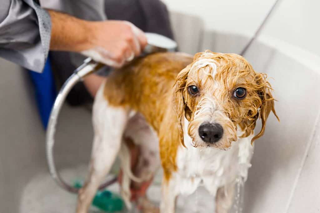 a dog endures bath time