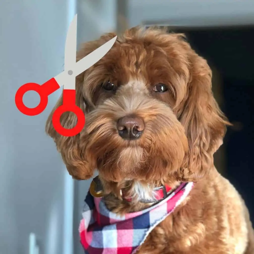 Labradoodle puppy haircut