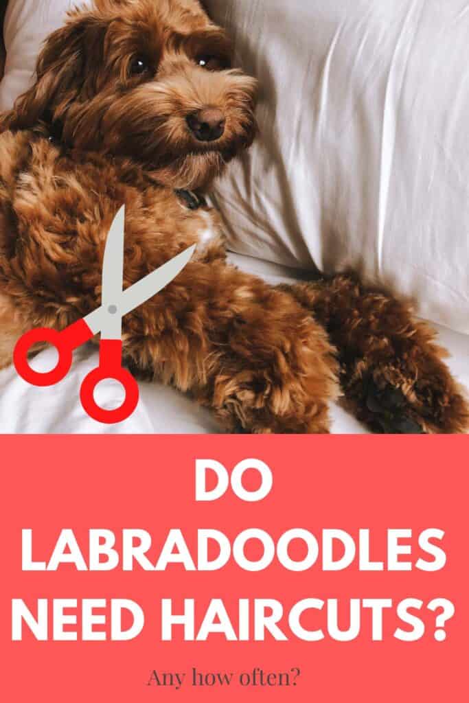 do labradoodles need haircuts