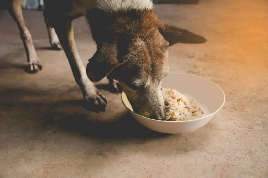 dog eatingon the floor