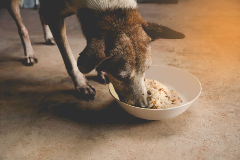 Dog Crying After Eating – Is it a problem? (Solutions)