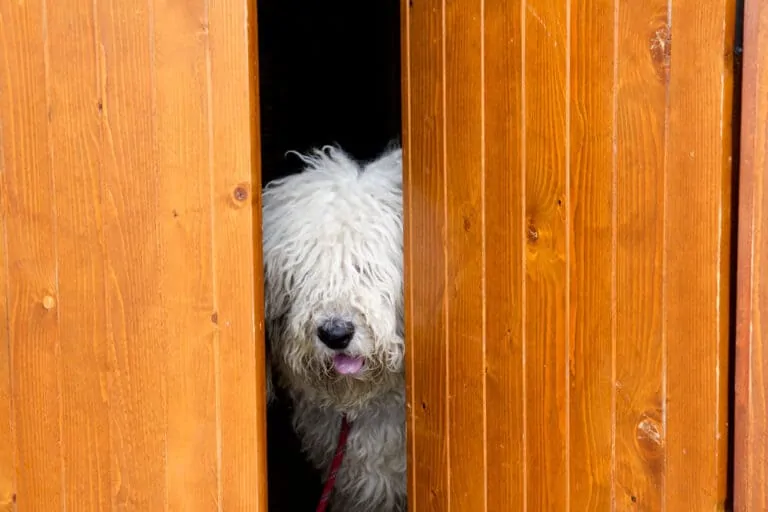 shaggy dog looking through door