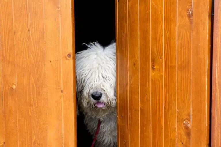 Why Do Dogs Lick Their Own Pee?