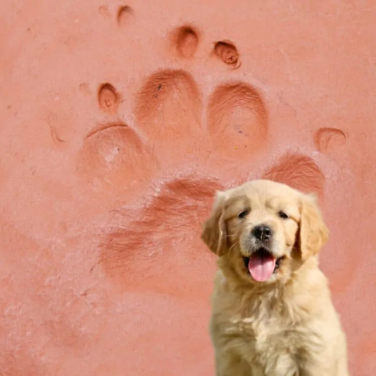 5 Best Dog Paw Print Impression Kits