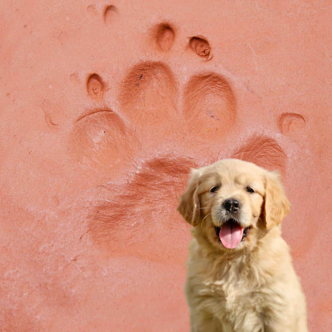 Pet Dog Paw Prints Print Kit with White Wash Frame Choice of Mount Colour Gift 