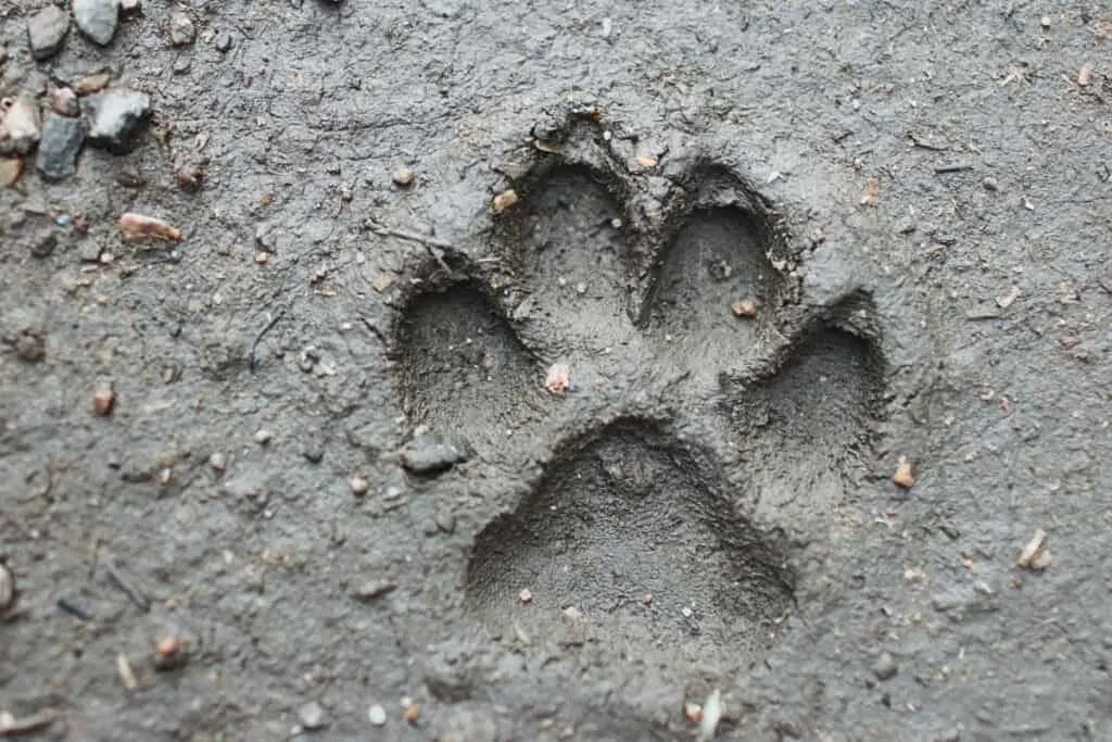 dog paw print in clay