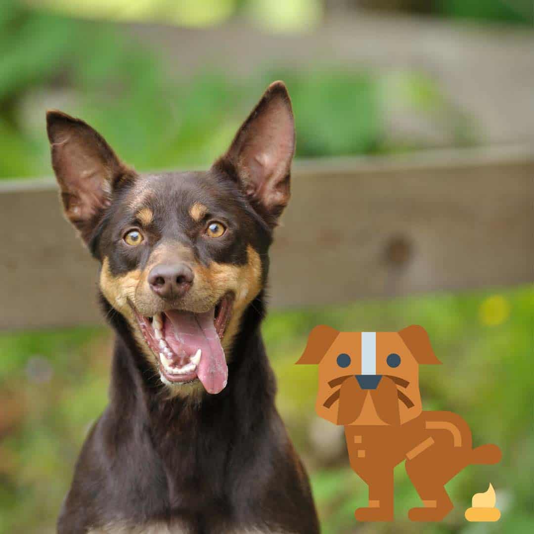 dog poop solutions backyard