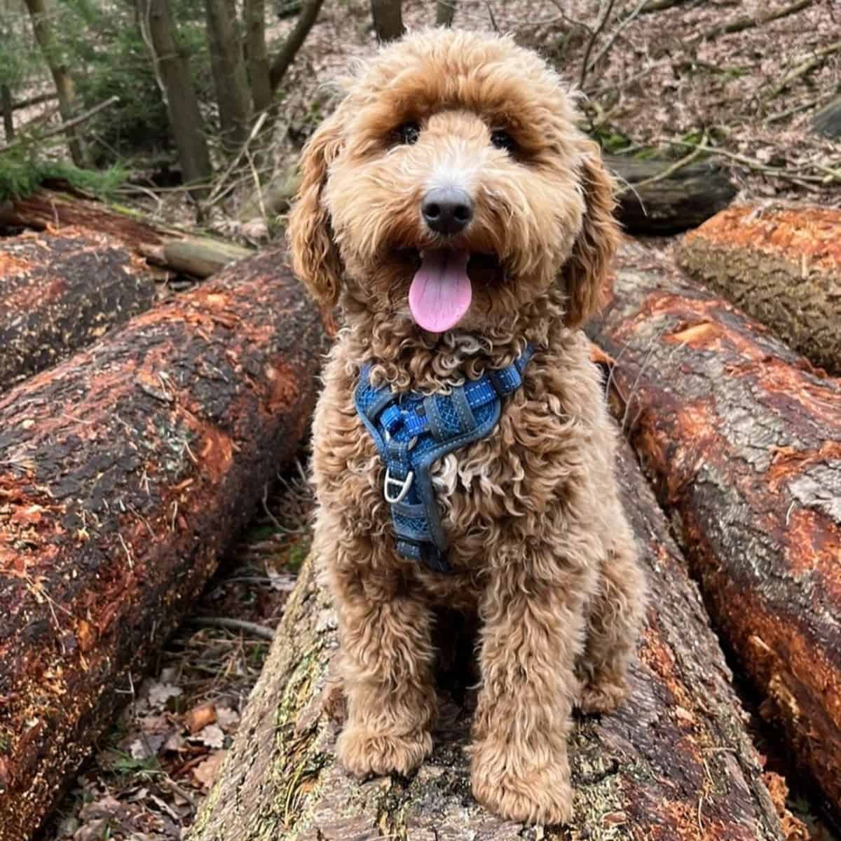 dog sitting on a wooden log