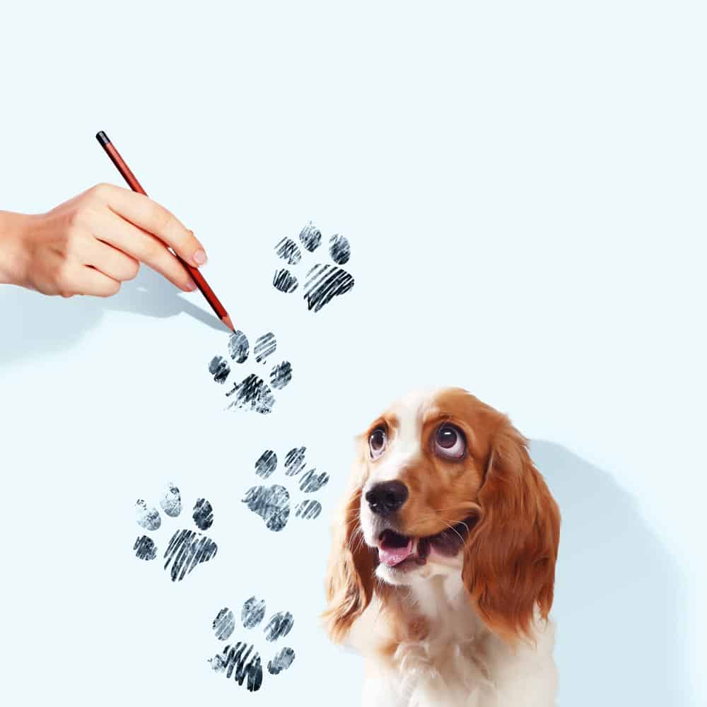 5 Best Dog Paw Print Impression Kits Oodle Life