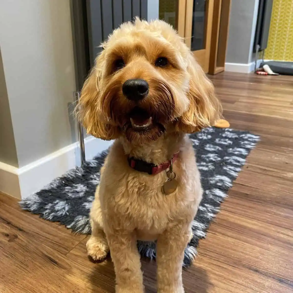 fresh look haircut of Cockapoo